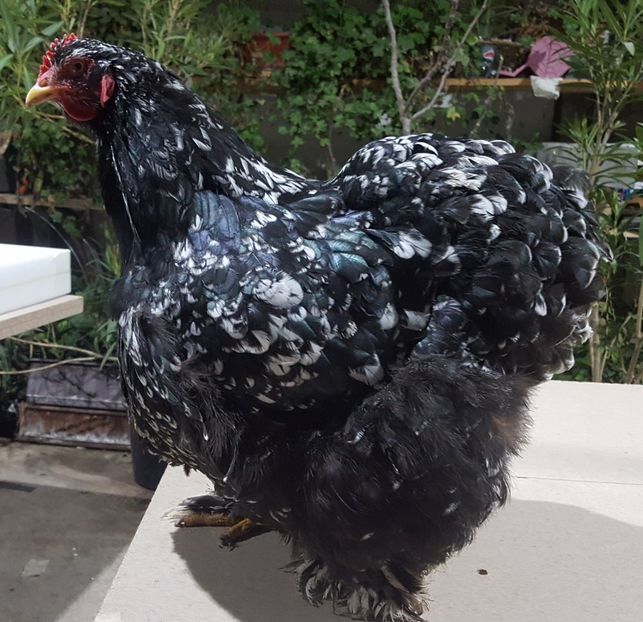  - Cochinchina Urias Bobat 2019