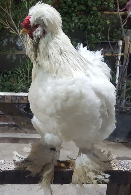  - Moțată Românească 2019