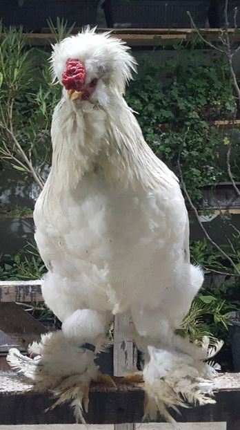  - Moțată Românească 2019
