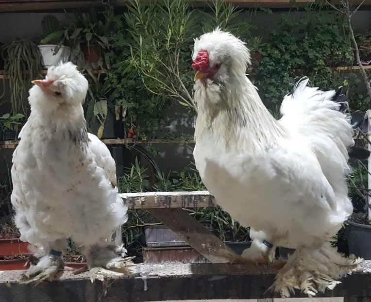  - Moțată Românească 2019