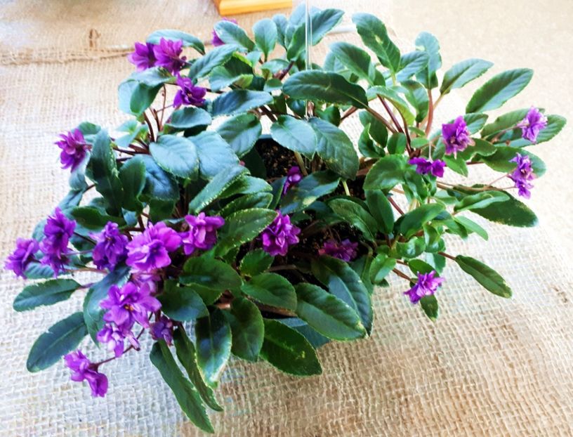 Senk s Longlegs - AA Violete in colecție poze net