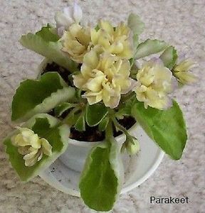 Senk s Alchemy Parakeet - AA Violete in colecție poze net