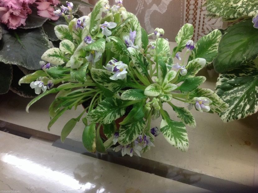 Senk s Artic Fox - AA Violete in colecție poze net