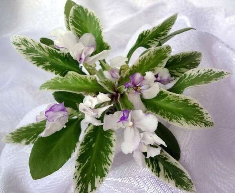 Senk s Artic Fox - AA Violete in colecție poze net