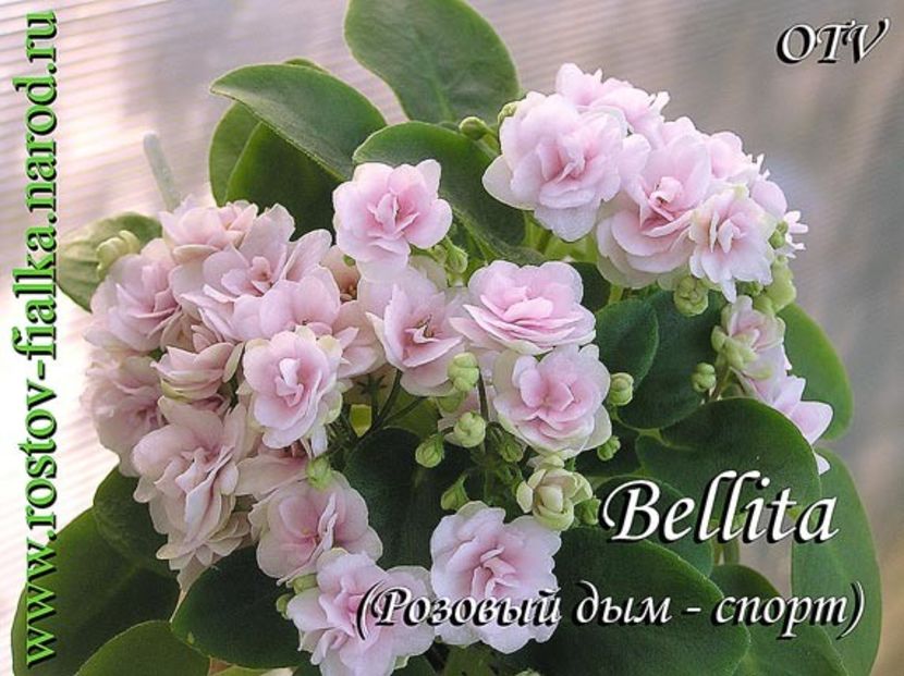 Bellita - poze de pe net