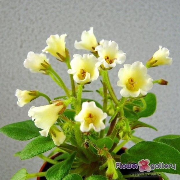  - Senk s Alchemy Antique Bells