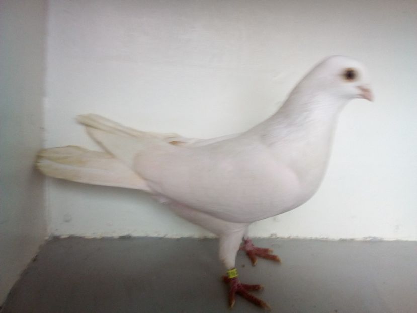 m - jucatori de galati albi