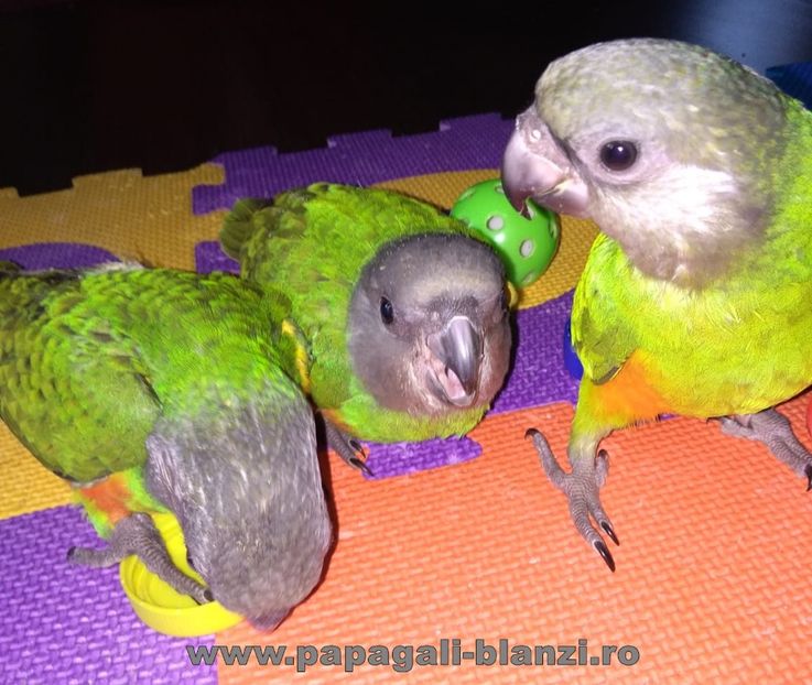 pui Senegal 34 - vand papagali vorbitori - Timisoara