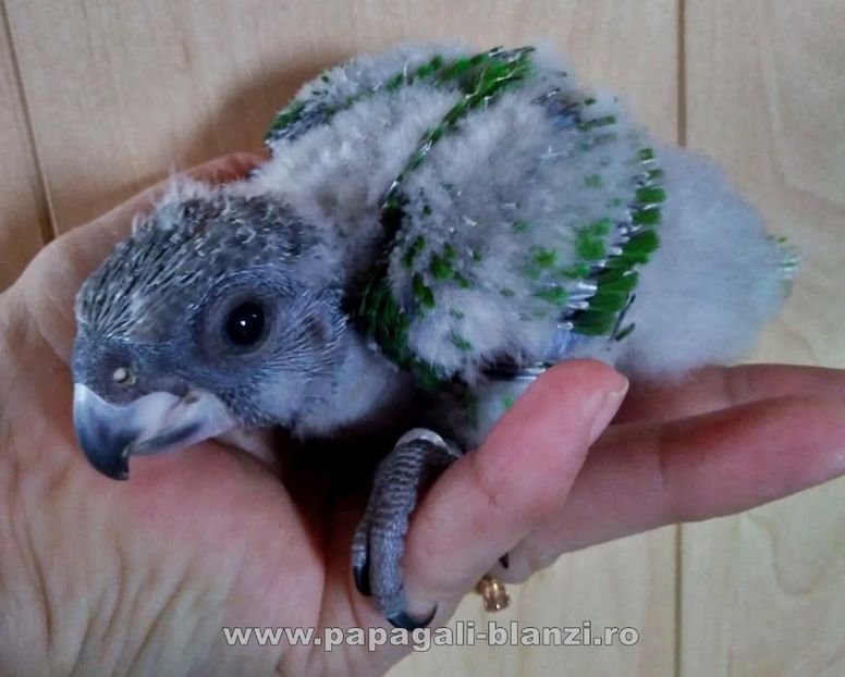 pui Senegal 8 - vand papagali vorbitori - Timisoara