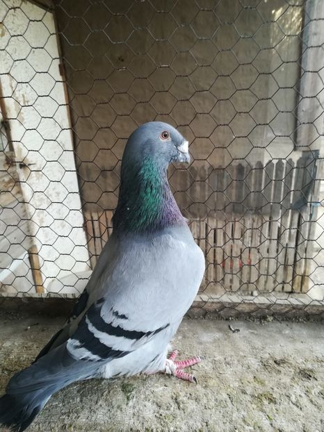 Mascul 2018 - VOIAJORI STANDARD