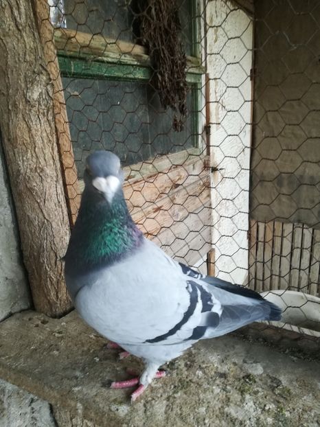 Mascul 2018 - VOIAJORI STANDARD