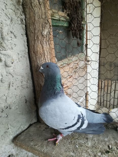 Femela 2018 - VOIAJORI STANDARD