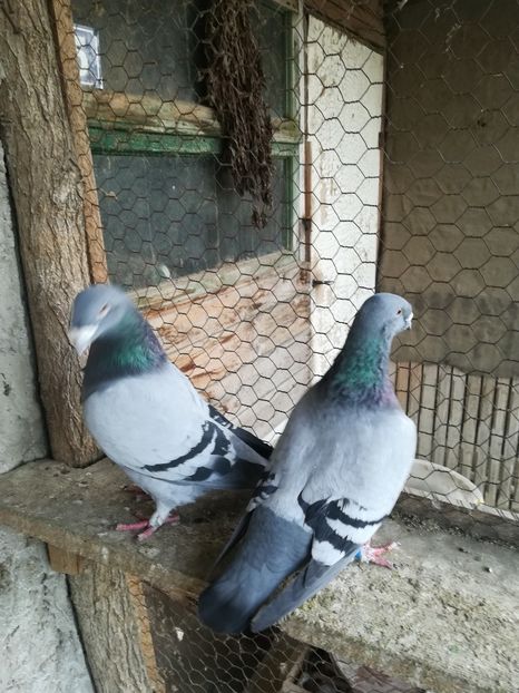 Pereche 2018 - VOIAJORI STANDARD