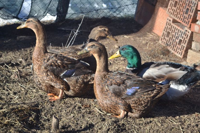  - RATE ROUEN oua de vanzare