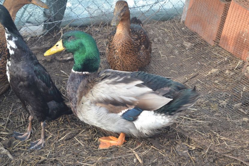  - RATE ROUEN oua de vanzare