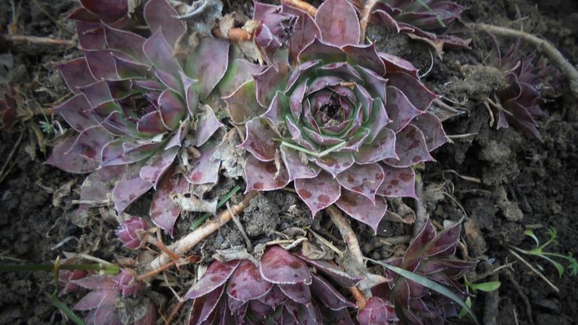 Sempervivum tectorum - Stelute