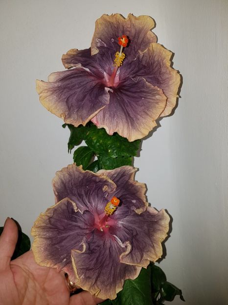  - Hibiscus Black Metal