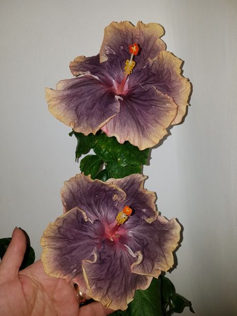  - Hibiscus Black Metal