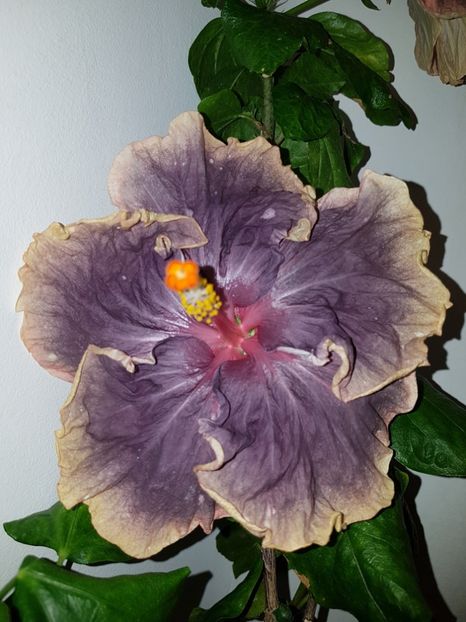  - Hibiscus Black Metal