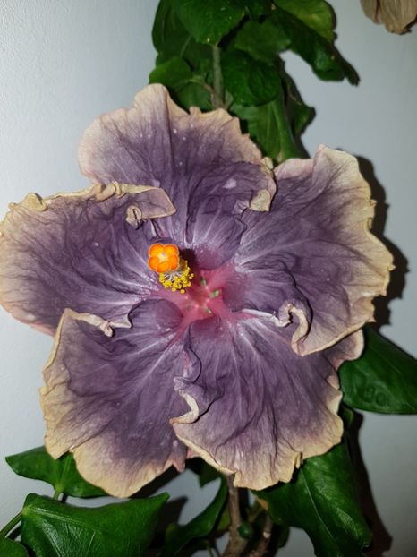  - Hibiscus Black Metal