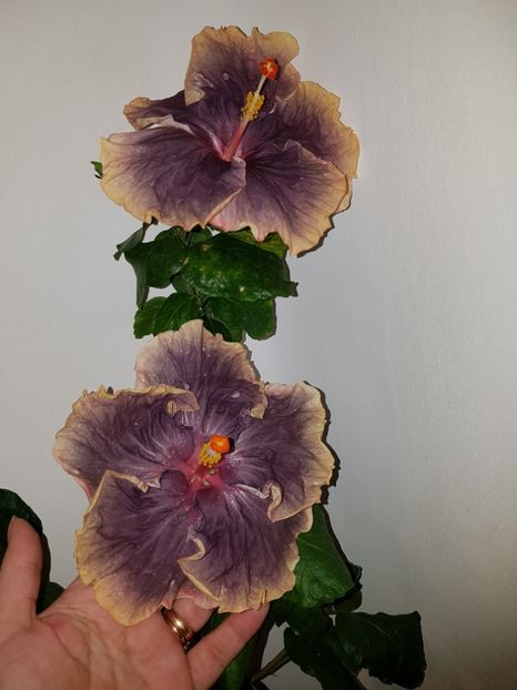  - Hibiscus Black Metal