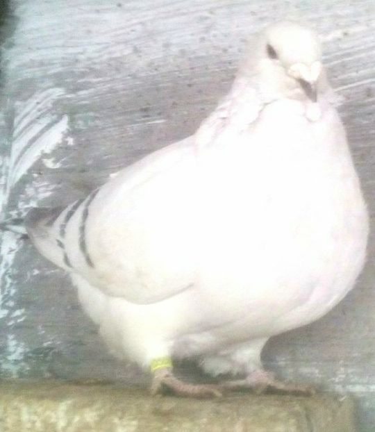 E N I A - - A - CRESCATOR POLIVALENT