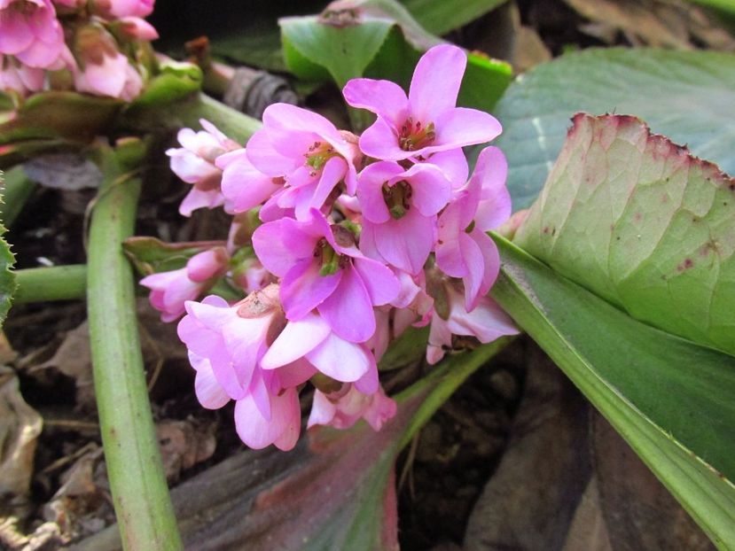  - Bergenia - Sansifraga