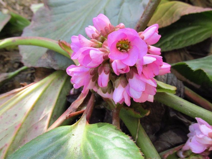  - Bergenia - Sansifraga