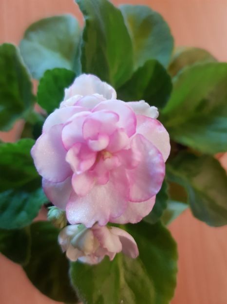 12 - Violete Africane