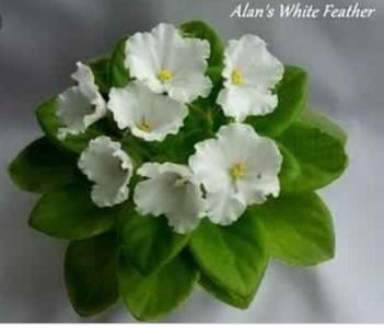 Allen s White Father - Violete africane de colectie