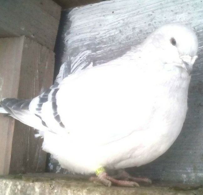  - - A - CRESCATOR POLIVALENT