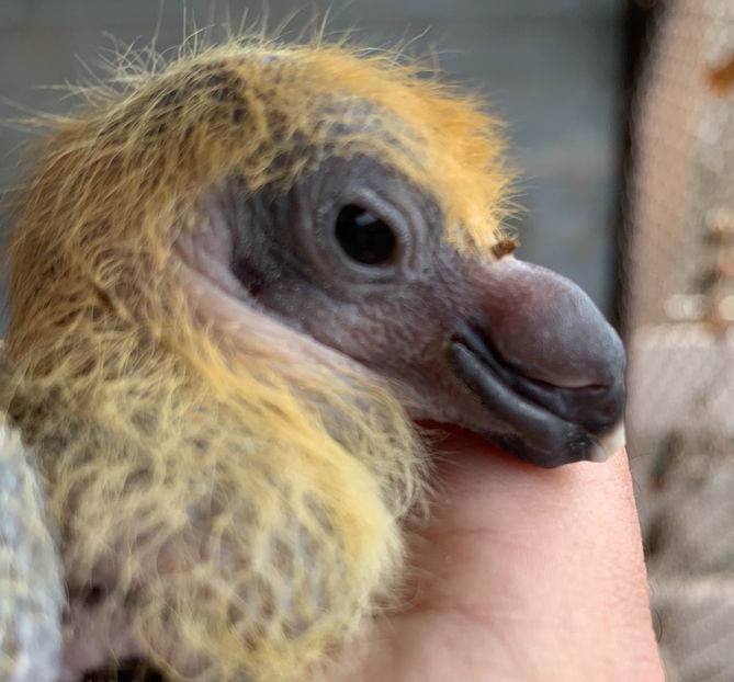 88B5CD28-C8B9-4418-9A4B-DABA8FAA5996 - Matca