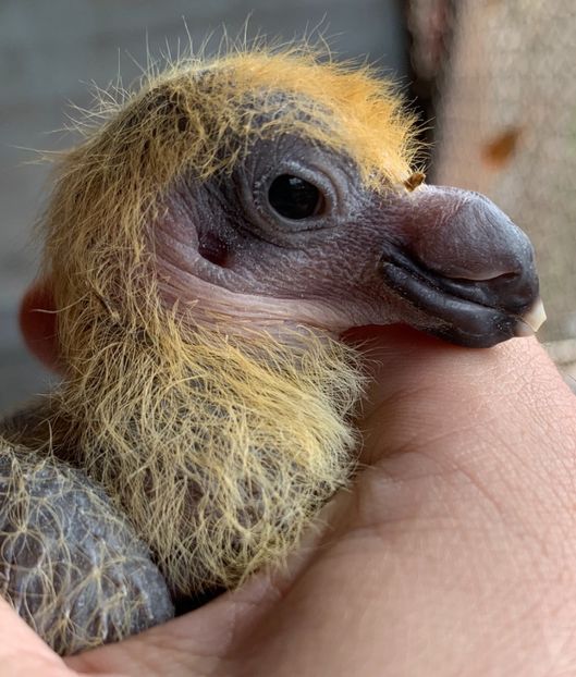 AFF47E76-3C7C-431B-9835-AA56152F2E04 - Matca