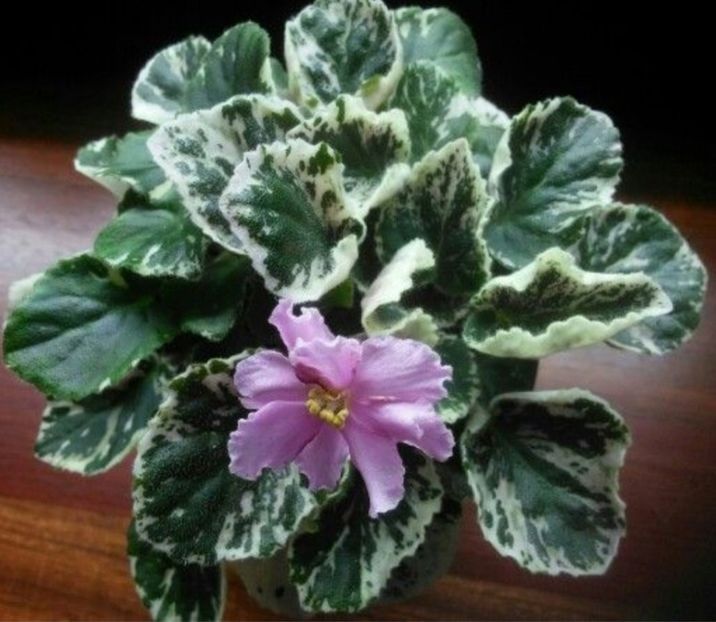 Cherokee Trial - Violete africane de colectie