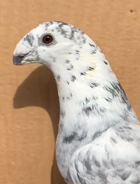 D0702C65-7B2D-48E9-A9D0-0CC0190871C2 - Matca