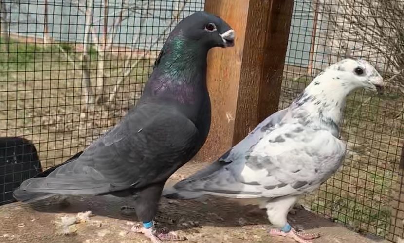 4EE7FA85-D7FB-4B33-8B17-A3ECC4CA1643 - Matca