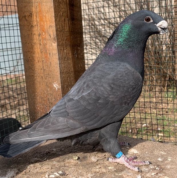 58973427-762C-4F0E-A47E-29A6FF3FD186 - Matca