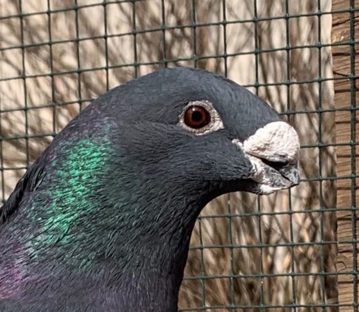 73455CB3-FB5E-46EB-93DA-F9924A7D6BD2 - Matca