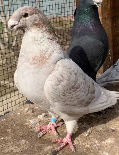 22E5162A-A251-462F-BAB6-4990D40CF307 - Matca