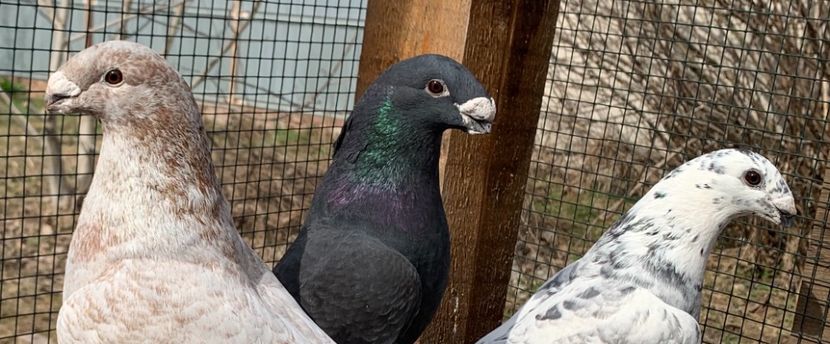 96009068-C029-4126-AD1A-85029D3CC4B3 - Matca