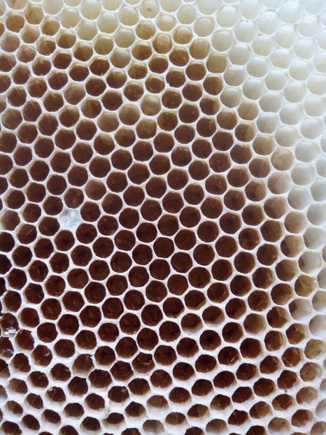 Capodopera Naturala - FAGURII NATURALI AI ALBINELOR