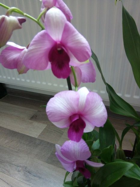  - florile mele dragi