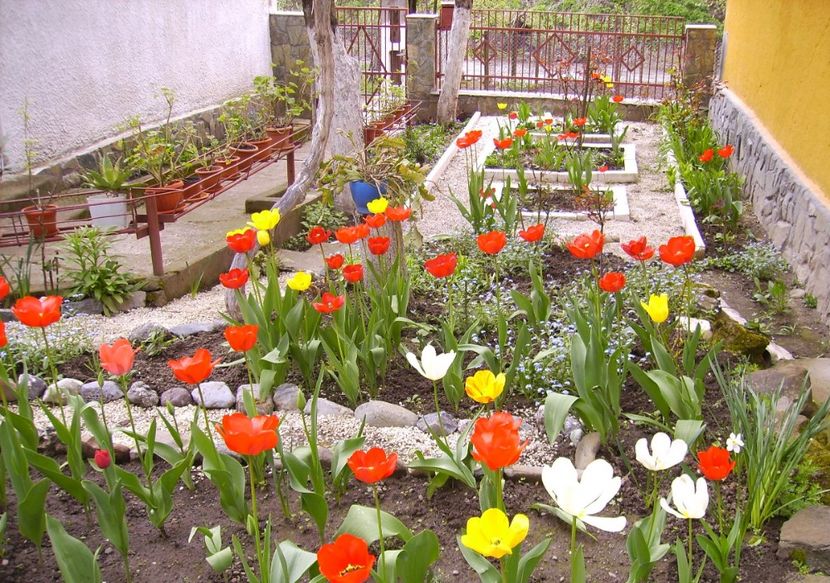 B1-IMG_0555 - primavara