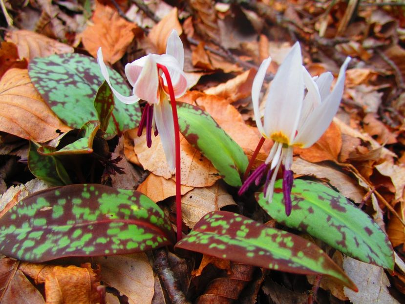 B3-IMG_4574 - primavara