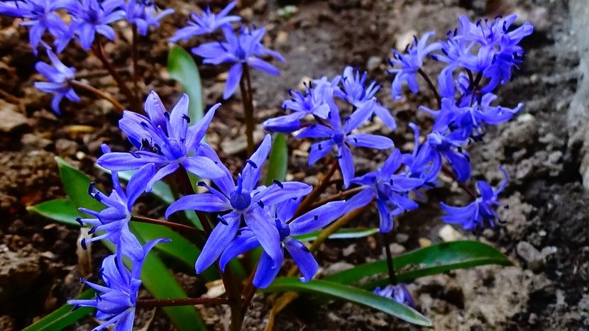 B4-DSC02882 - primavara