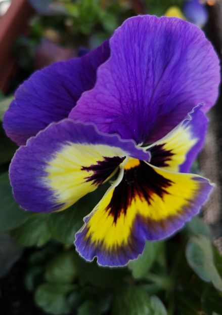 La mulți ani! - 0 FLORI 2019