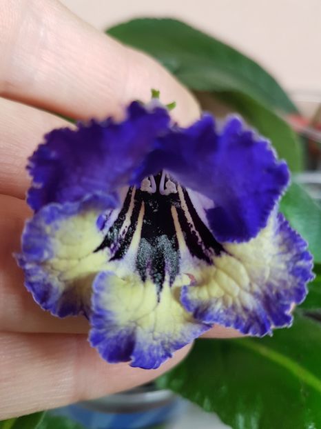  - Streptocarpus din semințe