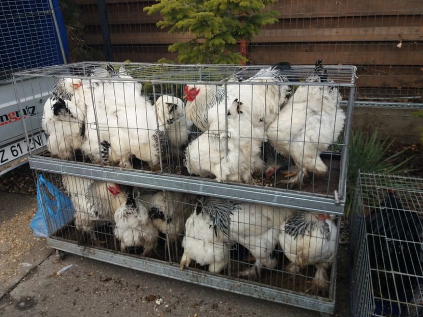  - Expozitia APOPE Prahoveana - Ploiesti 2019