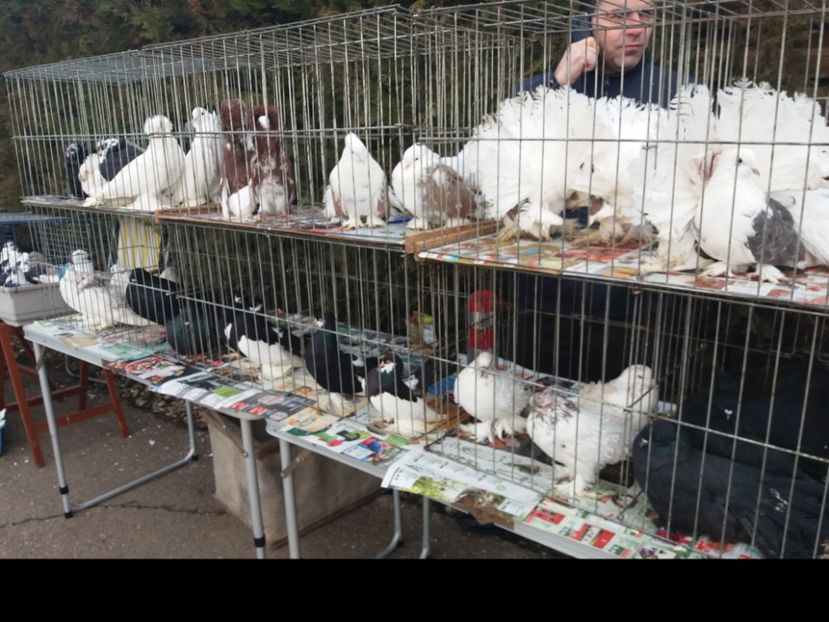  - Expozitia APOPE Prahoveana - Ploiesti 2019