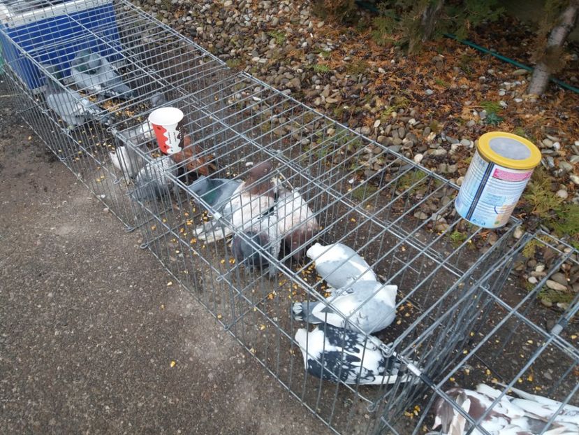  - Expozitia APOPE Prahoveana - Ploiesti 2019